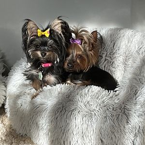 Meet your Posher, Renee